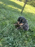 Brown Munchkin Bernedoodle, a male Cavalier King Charles Spaniel and Miniature Bernedoodle for sale in Wilton, CA – 3 of 8