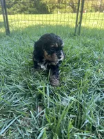 Purple Munchkin Bernedoodle , a male Cavalier King Charles Spaniel and Miniature Bernedoodle for sale in Wilton, CA – 4 of 5