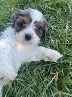 Blue Munchkin Bernedoodle, a male Cavalier King Charles Spaniel and Miniature Bernedoodle for sale in Wilton, CA – 4 of 10