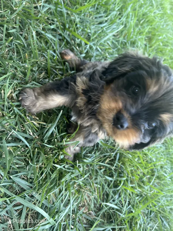Brown Munchkin Bernedoodle – Cavalier King Charles Spaniel, Miniature Bernedoodle puppy for sale in Wilton, CA