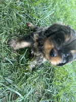 Brown Munchkin Bernedoodle, a male Cavalier King Charles Spaniel and Miniature Bernedoodle for sale in Wilton, CA – 1 of 8