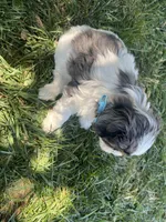 Blue Munchkin Bernedoodle, a male Cavalier King Charles Spaniel and Miniature Bernedoodle for sale in Wilton, CA – 7 of 10