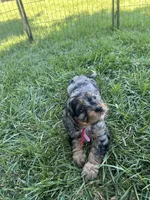 Red Munchkin Bernedoodle, a male Cavalier King Charles Spaniel and Miniature Bernedoodle for sale in Wilton, CA – 5 of 6
