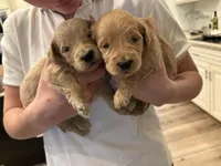 Hercules, a male Goldendoodle for sale in Gilbert, AZ – Photo 3 of 5