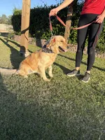 Ginger, a female Goldendoodle for sale in Gilbert, AZ – Photo 5 of 5