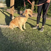 Rocco, a male Goldendoodle for sale in Gilbert, AZ – Photo 2 of 6