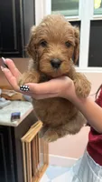 Rocco, a male Goldendoodle for sale in Gilbert, AZ – Photo 1 of 6