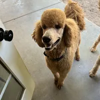 Rocco, a male Goldendoodle for sale in Gilbert, AZ – Photo 5 of 6
