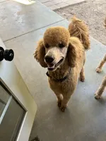 Sugar, a female Goldendoodle for sale in Gilbert, AZ – Photo 3 of 5
