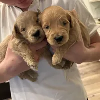 Rocco, a male Goldendoodle for sale in Gilbert, AZ – Photo 6 of 6