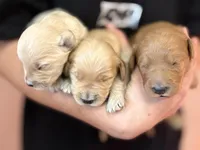 Sugar, a female Goldendoodle for sale in Gilbert, AZ – Photo 2 of 5