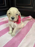 Sugar, a female Goldendoodle for sale in Gilbert, AZ – Photo 1 of 5