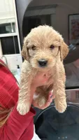 Rocco, a male Goldendoodle for sale in Gilbert, AZ – Photo 4 of 6