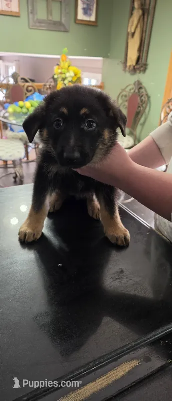 Poppy – German Shepherd Dog puppy for sale in Orland Park, IL