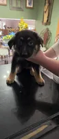 Poppy, a female German Shepherd Dog for sale in Orland Park, IL – 1 of 5