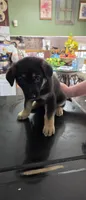 Rocky, a male German Shepherd Dog for sale in Orland Park, IL – 4 of 8