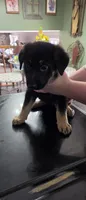 Socky, a male German Shepherd Dog for sale in Orland Park, IL – 4 of 8