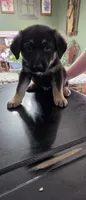 Rocky, a male German Shepherd Dog for sale in Orland Park, IL – 2 of 8
