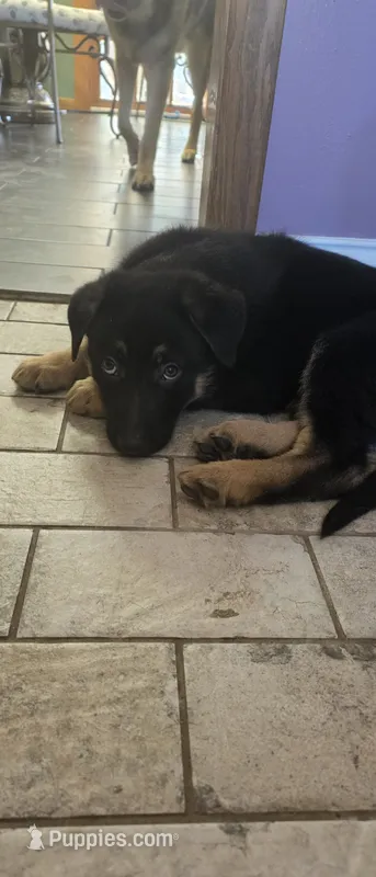 Socky – German Shepherd Dog puppy for sale in Orland Park, IL