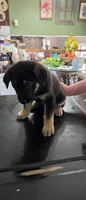 Rocky, a male German Shepherd Dog for sale in Orland Park, IL – 3 of 8