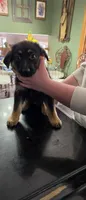 Poppy, a female German Shepherd Dog for sale in Orland Park, IL – 3 of 5