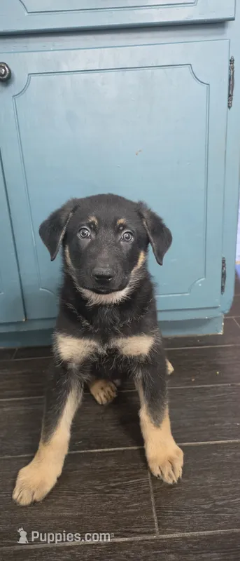 Socky – German Shepherd Dog puppy for sale in Orland Park, IL