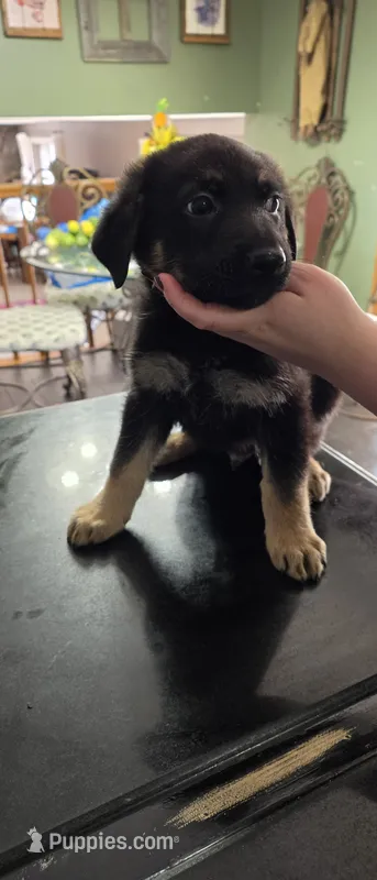 Socky – German Shepherd Dog puppy for sale in Orland Park, IL