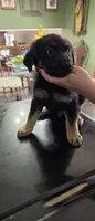 Socky, a male German Shepherd Dog for sale in Orland Park, IL – 1 of 8