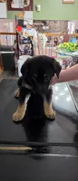Socky, a male German Shepherd Dog for sale in Orland Park, IL – 2 of 8
