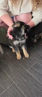 Poppy, a female German Shepherd Dog for sale in Orland Park, IL – 5 of 5