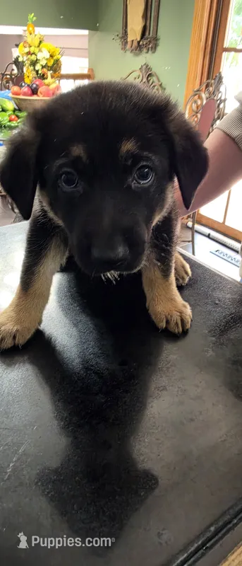 Rocky – German Shepherd Dog puppy for sale in Orland Park, IL