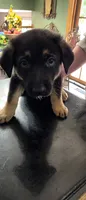 Rocky, a male German Shepherd Dog for sale in Orland Park, IL – 1 of 8