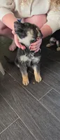 Poppy, a female German Shepherd Dog for sale in Orland Park, IL – 2 of 5