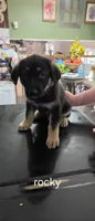 Rocky, a male German Shepherd Dog for sale in Orland Park, IL – 5 of 8