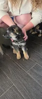 Poppy, a female German Shepherd Dog for sale in Orland Park, IL – 4 of 5