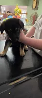 Rocky, a male German Shepherd Dog for sale in Orland Park, IL – 7 of 8
