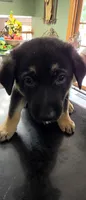 Rocky, a male German Shepherd Dog for sale in Orland Park, IL – 6 of 8
