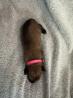 Pink collar , a female Belgian Malinois for sale in Cosby, TN – 6 of 10