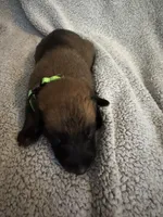 Green Collar, a male Belgian Malinois for sale in Cosby, TN – 6 of 10