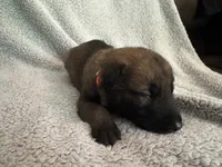 Orange Collar, a male Belgian Malinois for sale in Cosby, TN – 2 of 10