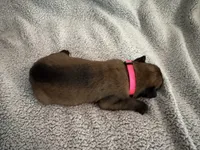 Pink collar , a female Belgian Malinois for sale in Cosby, TN – 3 of 10