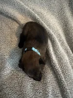 Light Blue, a male Belgian Malinois for sale in Cosby, TN – 3 of 10