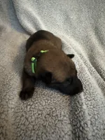 Green Collar, a male Belgian Malinois for sale in Cosby, TN – 2 of 10