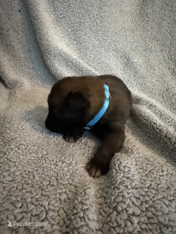 Light Blue – Belgian Malinois puppy for sale in Cosby, TN