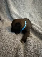 Light Blue, a male Belgian Malinois for sale in Cosby, TN – 1 of 10