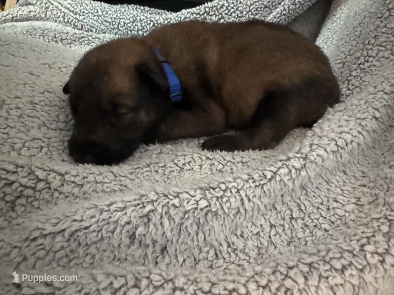 Dark Blue – Belgian Malinois puppy for sale in Cosby, TN