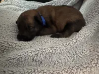 Dark Blue, a male Belgian Malinois for sale in Cosby, TN – 1 of 10