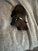 Light Blue, a male Belgian Malinois for sale in Cosby, TN – 5 of 10