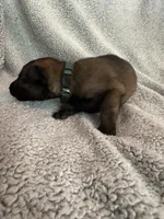 Dark Green , a male Belgian Malinois for sale in Cosby, TN – 1 of 10