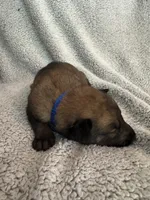 Dark Blue, a male Belgian Malinois for sale in Cosby, TN – 5 of 10